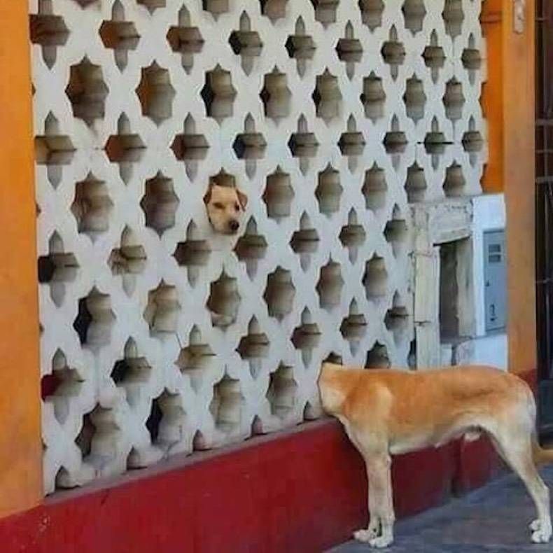 Gewoon een verzameling hilarische foto's #747