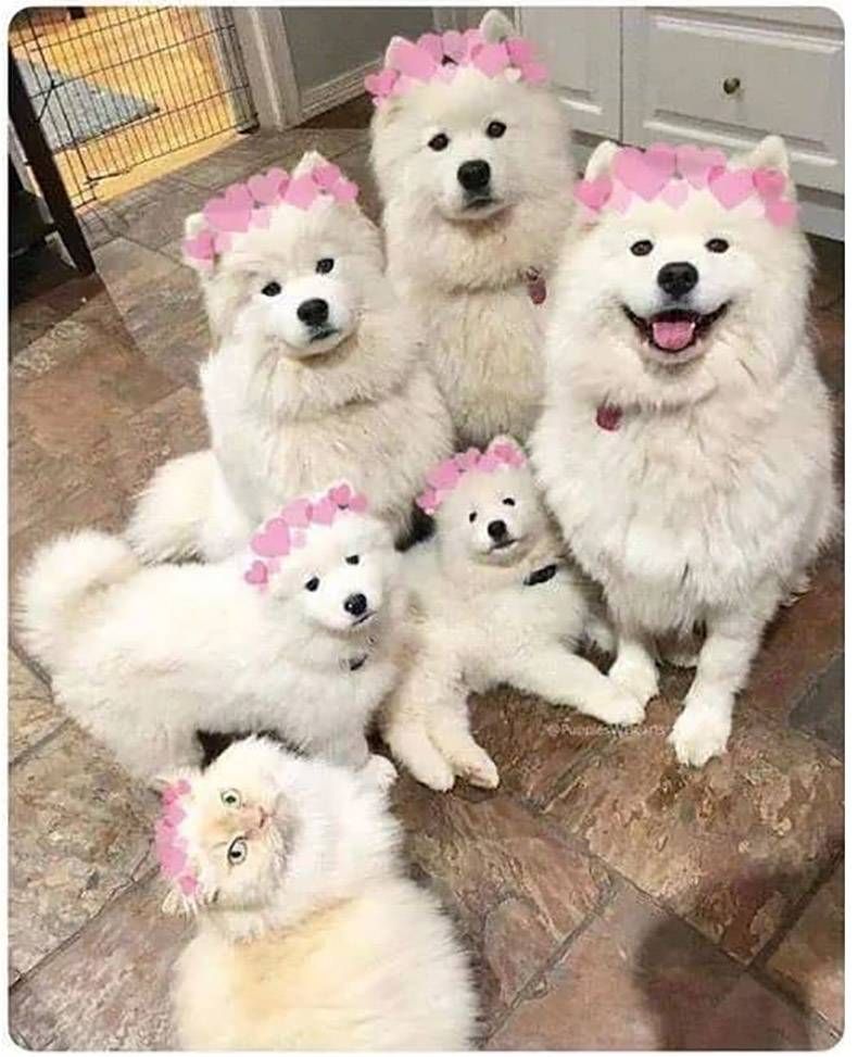 Gewoon een verzameling hilarische foto's #1088