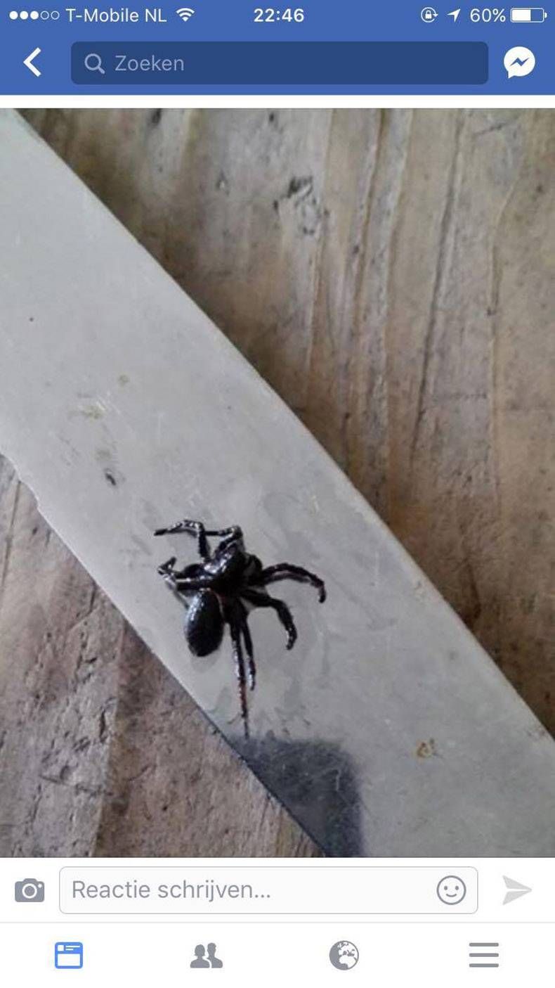 Gewoon een verzameling hilarische foto's #806