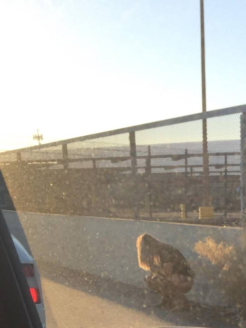 Gewoon een verzameling hilarische foto's #828