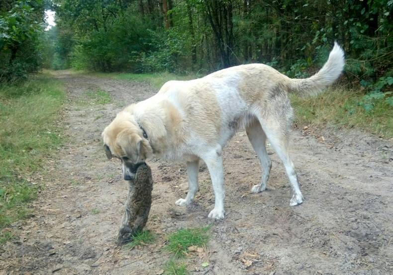 Gewoon een verzameling hilarische foto's #721