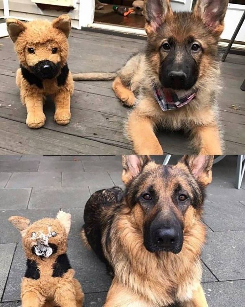 Gewoon een verzameling hilarische foto's #1130