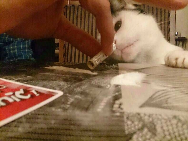 Gewoon een verzameling hilarische foto’s #847