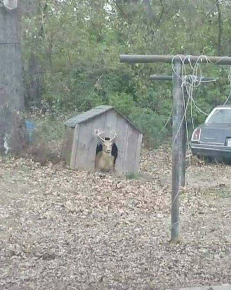 Gewoon een verzameling hilarische foto's #1222