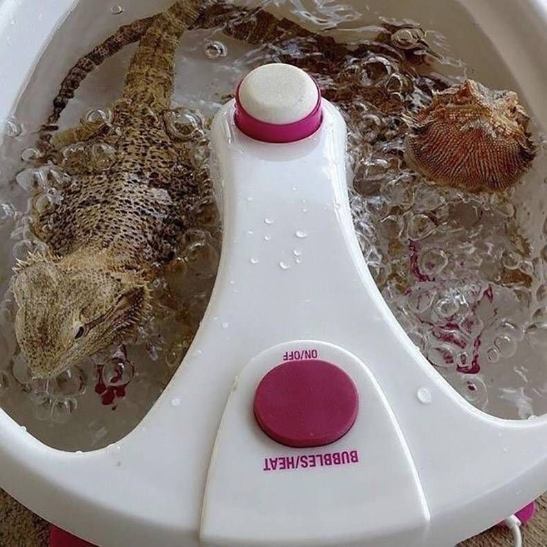 Gewoon een verzameling hilarische foto's #1130