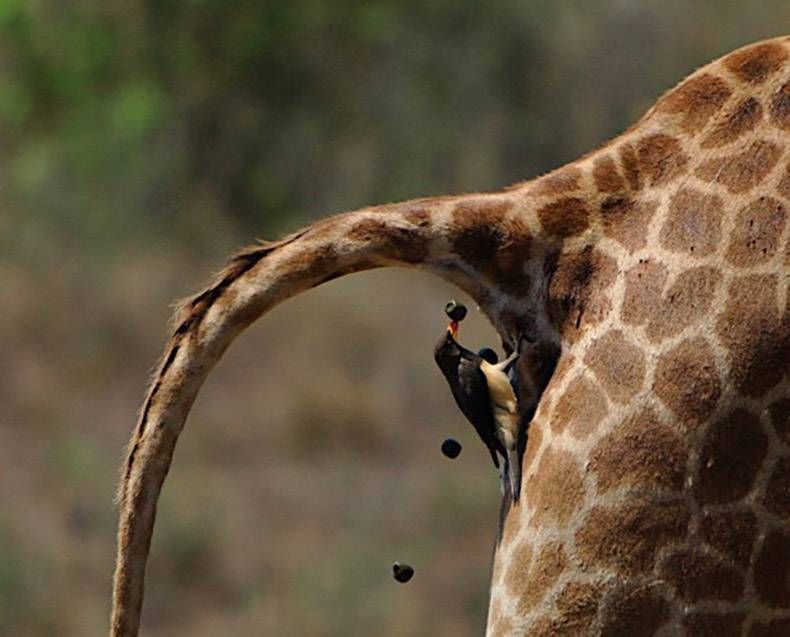 Gewoon een verzameling hilarische foto's #756