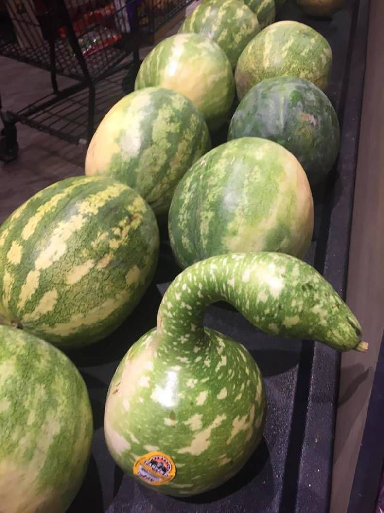 Gewoon een verzameling hilarische foto’s #978