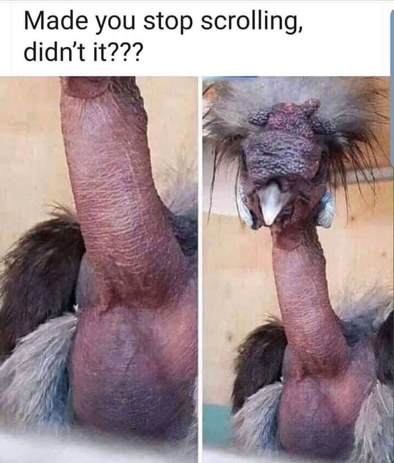 Gewoon een verzameling hilarische foto's #1205