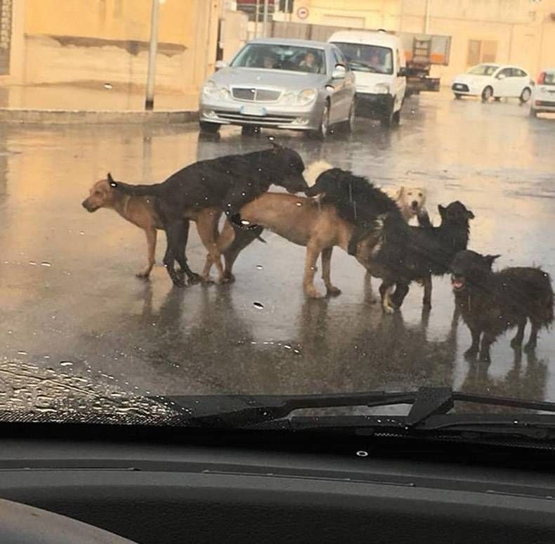 Gewoon een verzameling hilarische foto's #1037