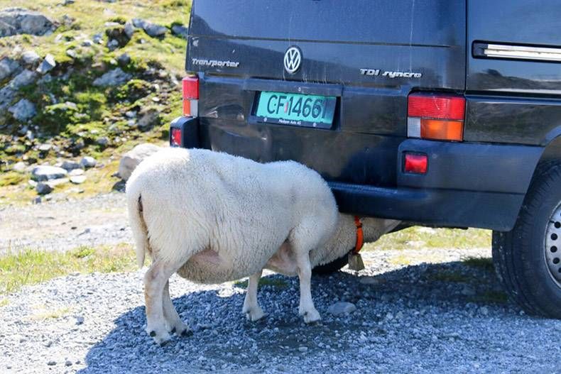 Gewoon een verzameling hilarische foto's #845