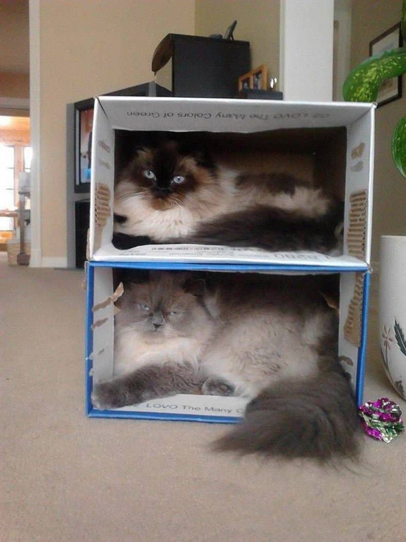 Gewoon een verzameling hilarische foto's #1255