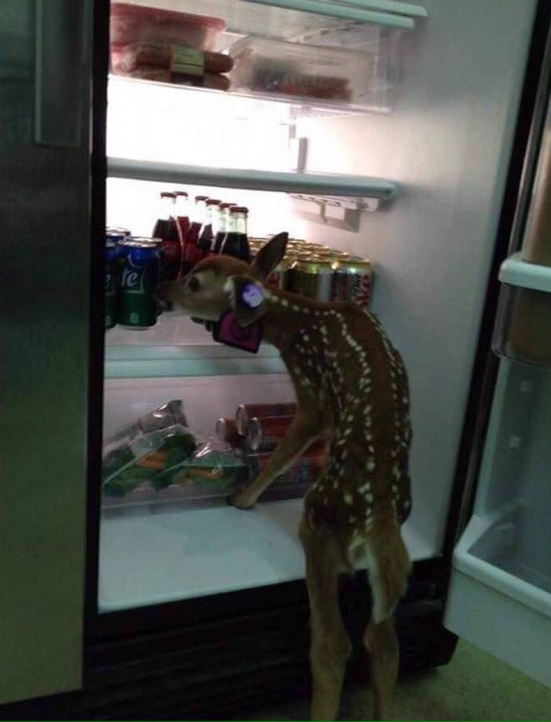 Gewoon een verzameling hilarische foto's #721