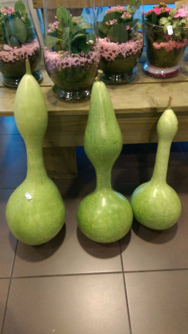 Gewoon een verzameling hilarische foto's #704