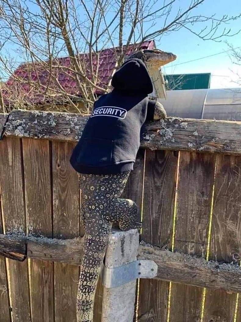 Gewoon een verzameling hilarische foto's #1287