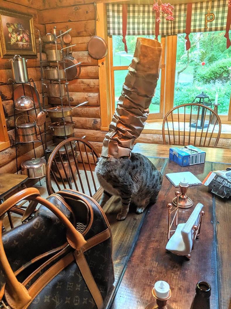 Gewoon een verzameling hilarische foto's #1159