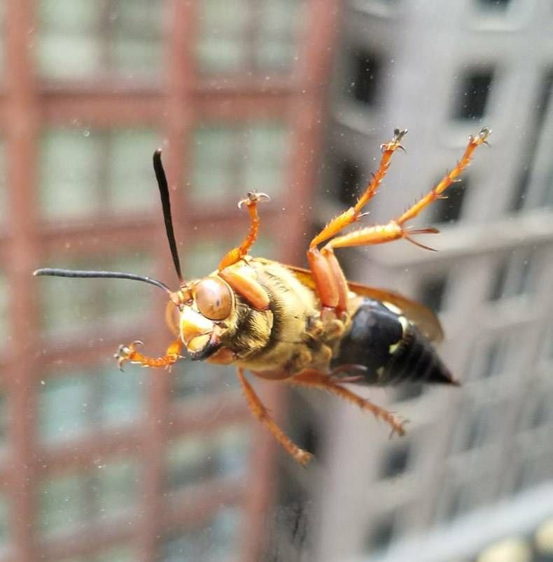 Gewoon een verzameling hilarische foto’s #921