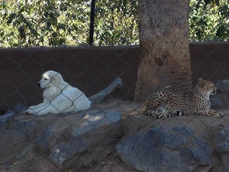 Gewoon een verzameling hilarische foto's #1096