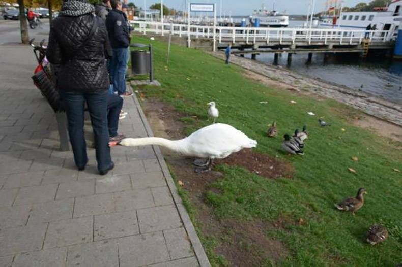 Gewoon een verzameling hilarische foto's #934