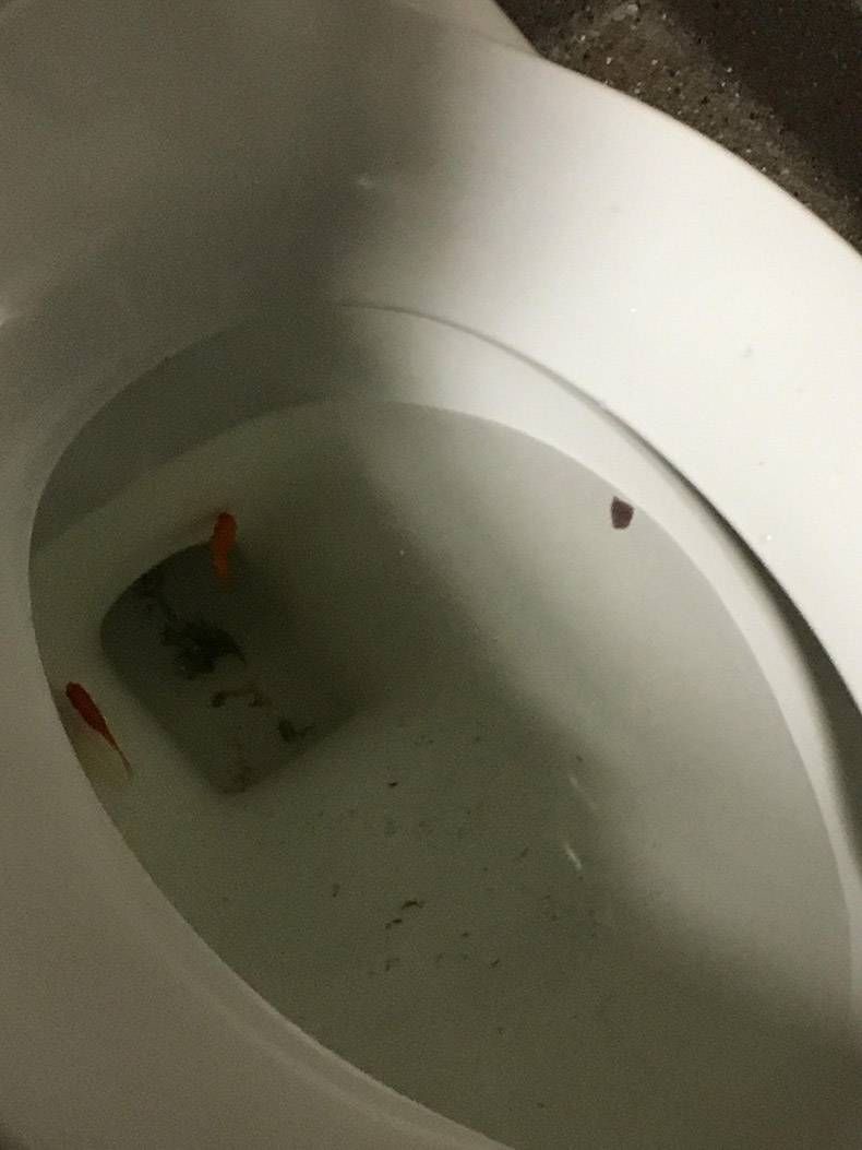 Gewoon een verzameling hilarische foto's #893