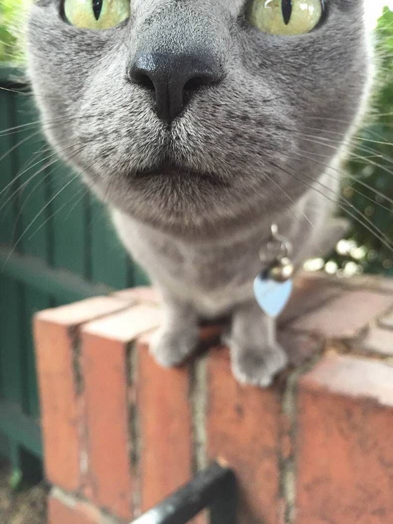 Gewoon een verzameling hilarische foto's #1128