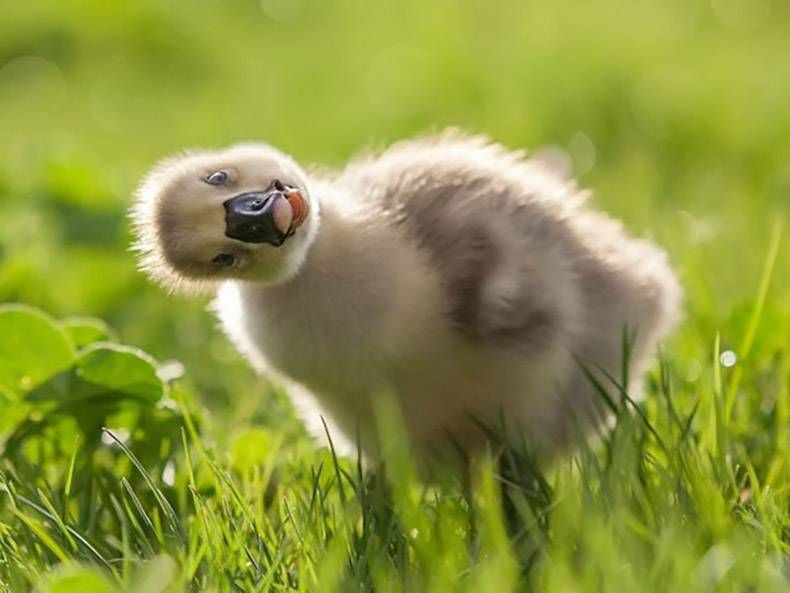 Gewoon een verzameling hilarische foto's #772
