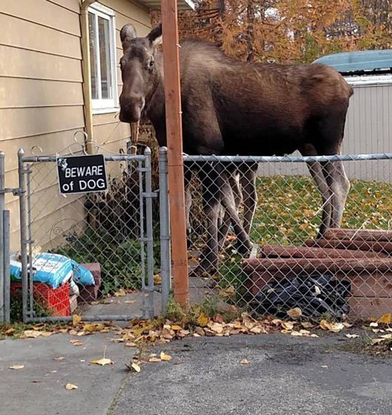 Gewoon een verzameling hilarische foto's #759