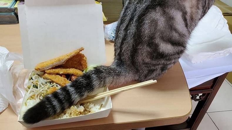 Gewoon een verzameling hilarische foto's #1222