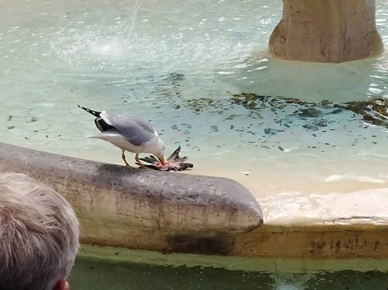 Gewoon een verzameling hilarische foto's #1123
