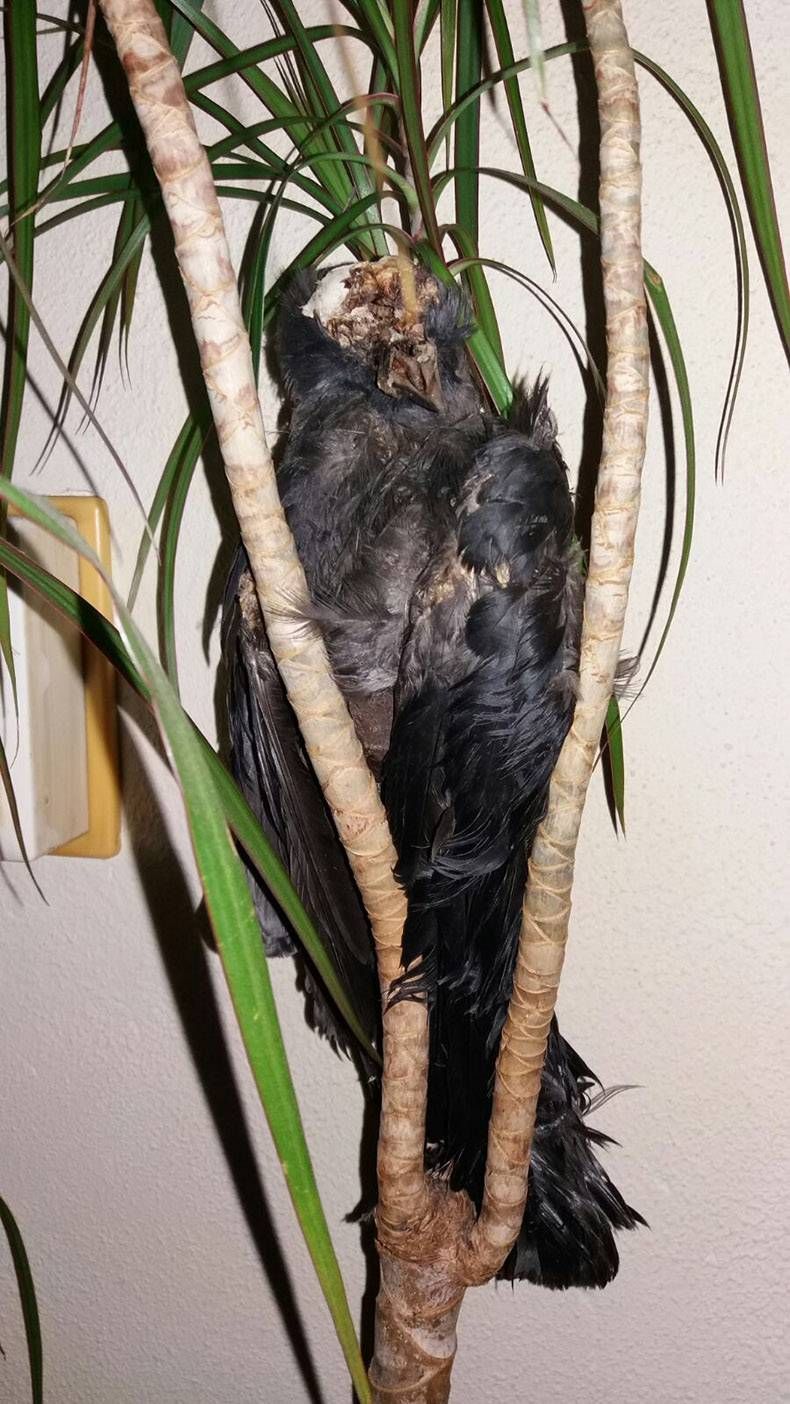 Gewoon een verzameling hilarische foto's #762