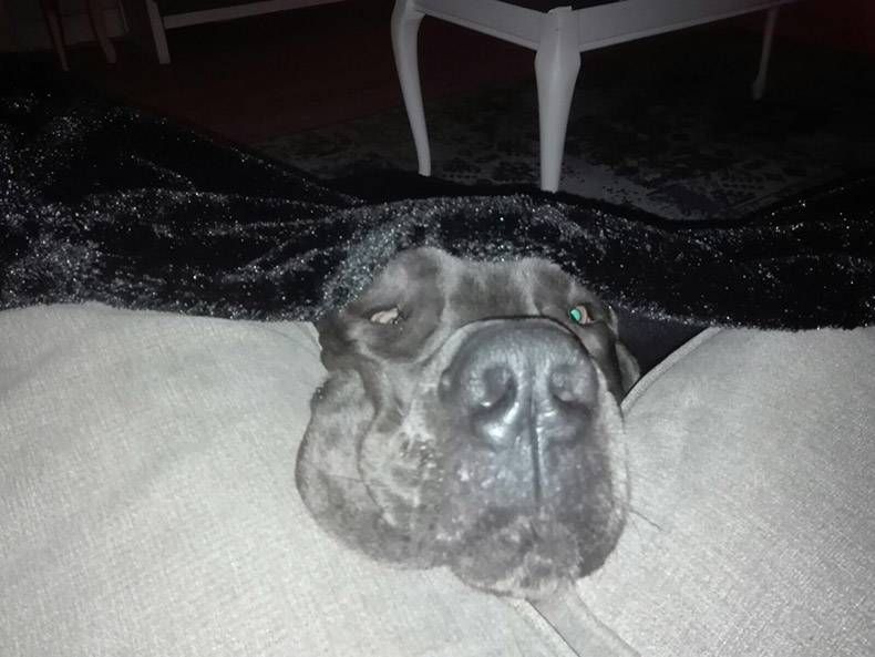 Gewoon een verzameling hilarische foto's #778