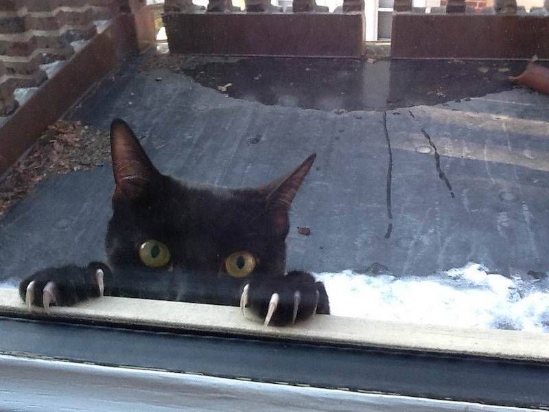 Gewoon een verzameling hilarische foto’s #1107