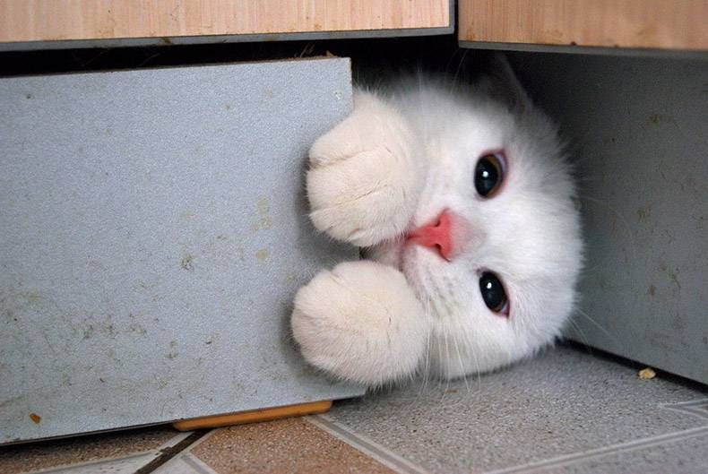 Gewoon een verzameling hilarische foto's #1222