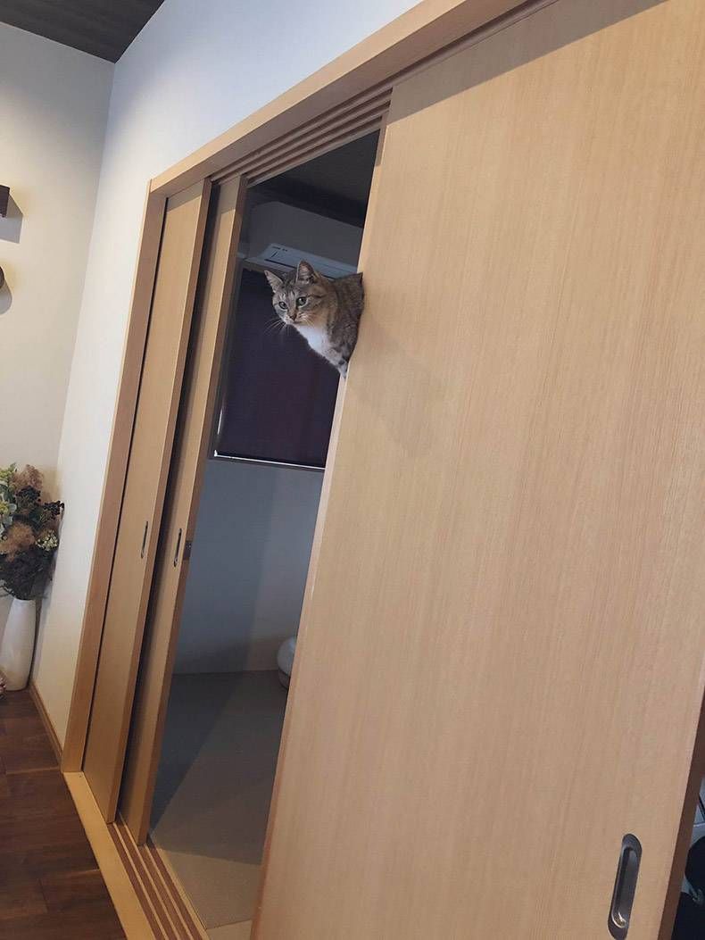 Gewoon een verzameling hilarische foto's #1096