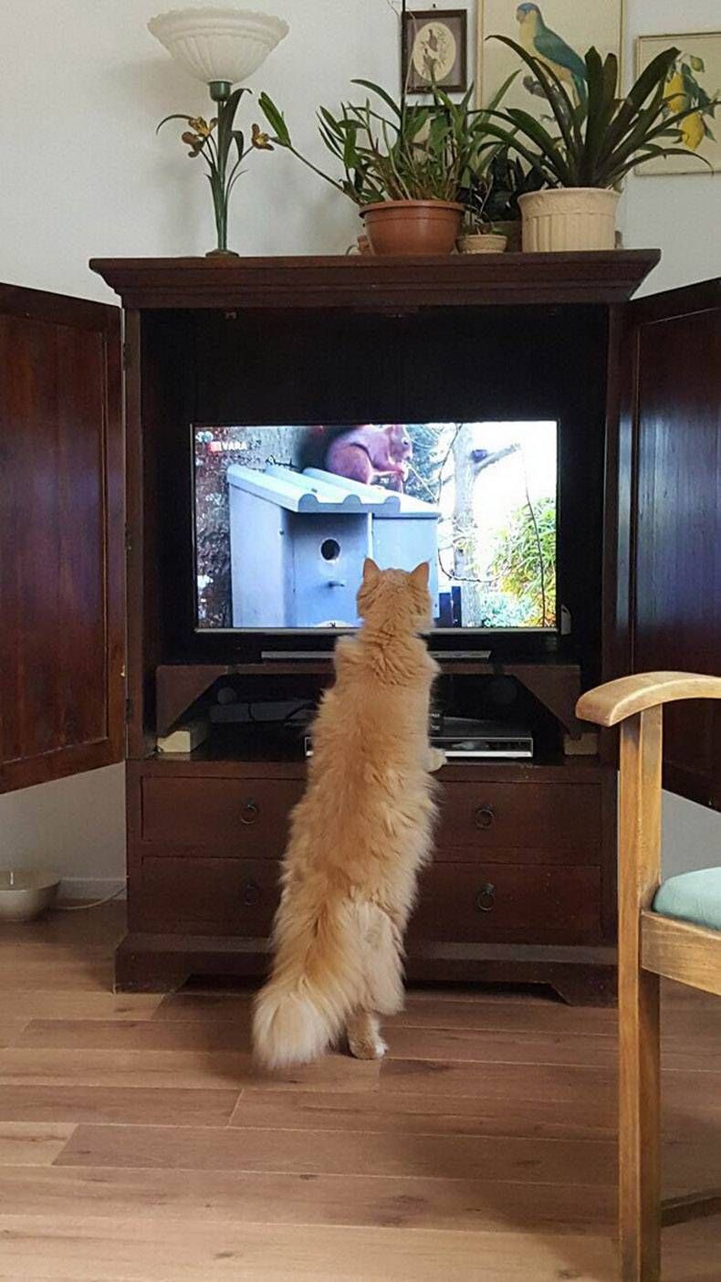 Gewoon een verzameling hilarische foto's #1096