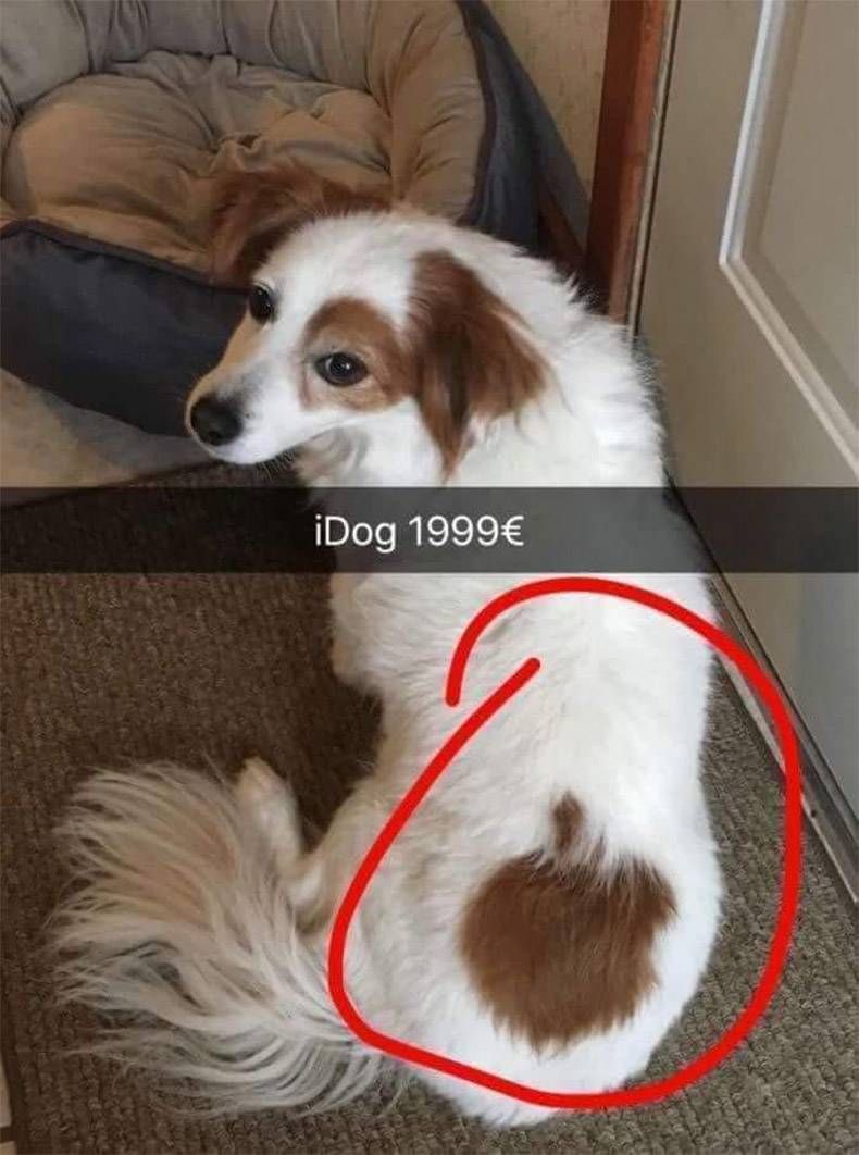 Gewoon een verzameling hilarische foto's #1019