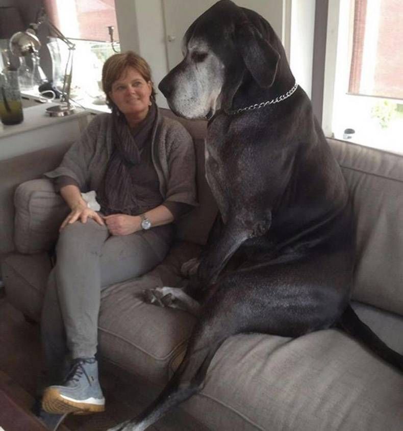Gewoon een verzameling hilarische foto's #1129