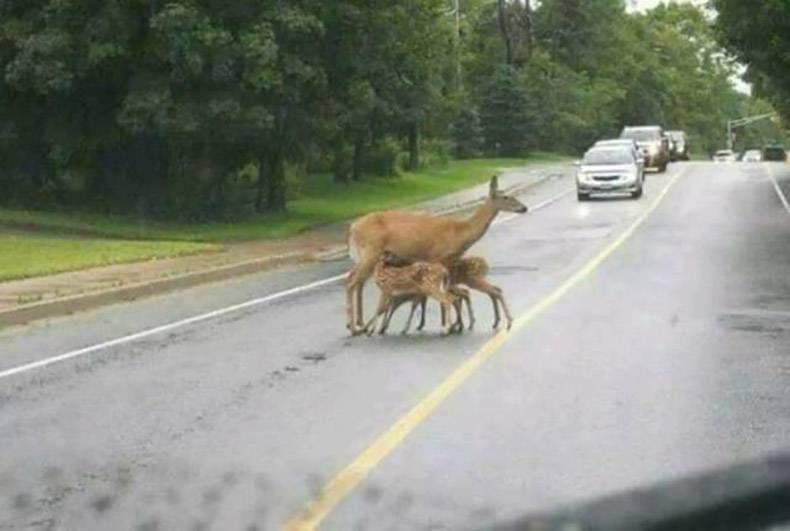 Gewoon een verzameling hilarische foto's #984