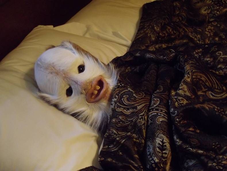 Gewoon een verzameling hilarische foto's #725