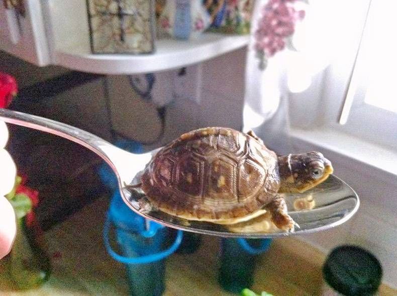 Gewoon een verzameling hilarische foto's #1089