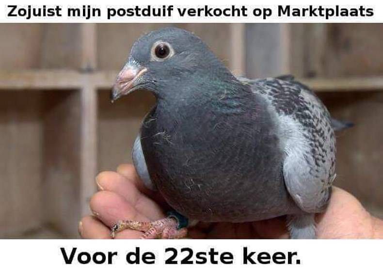 Gewoon een verzameling hilarische foto's #961