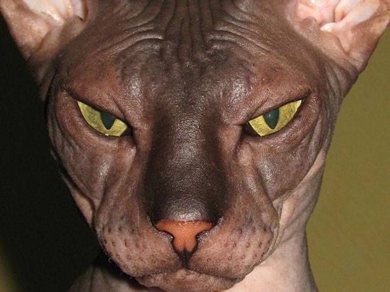 Gewoon een verzameling hilarische foto's #745