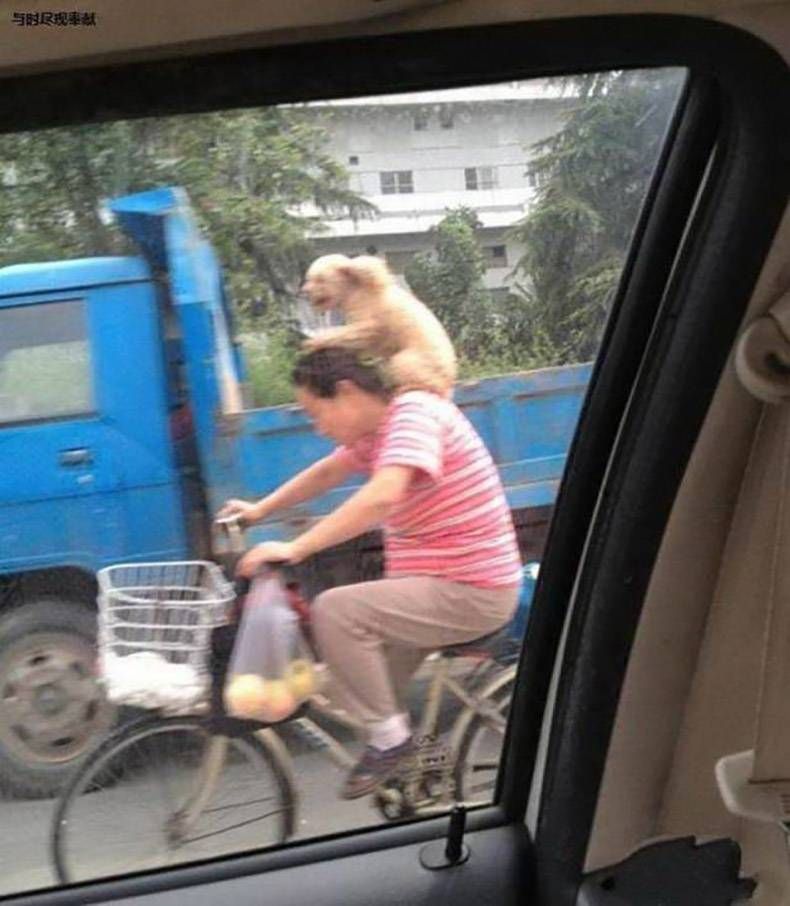 Gewoon een verzameling hilarische foto's #967