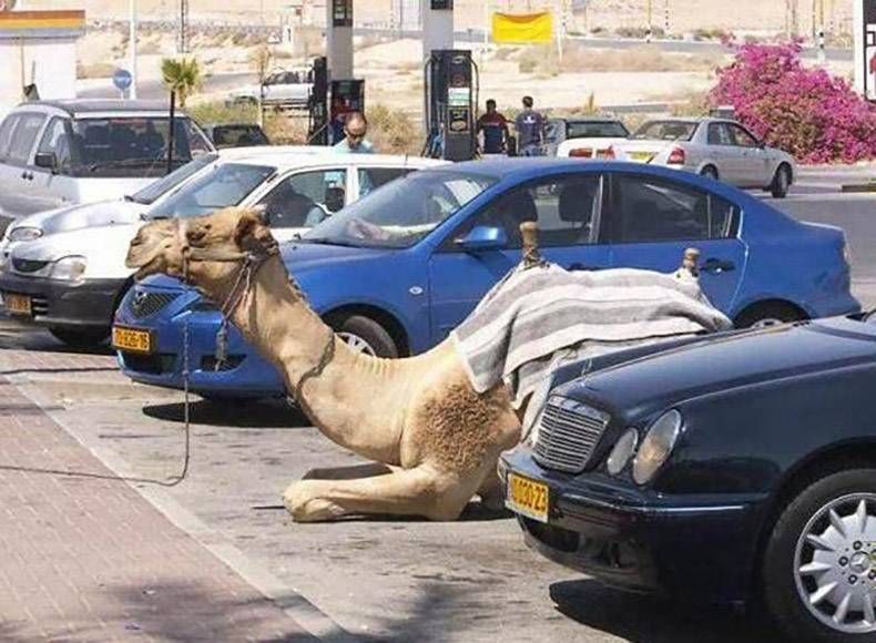 Gewoon een verzameling hilarische foto's #756