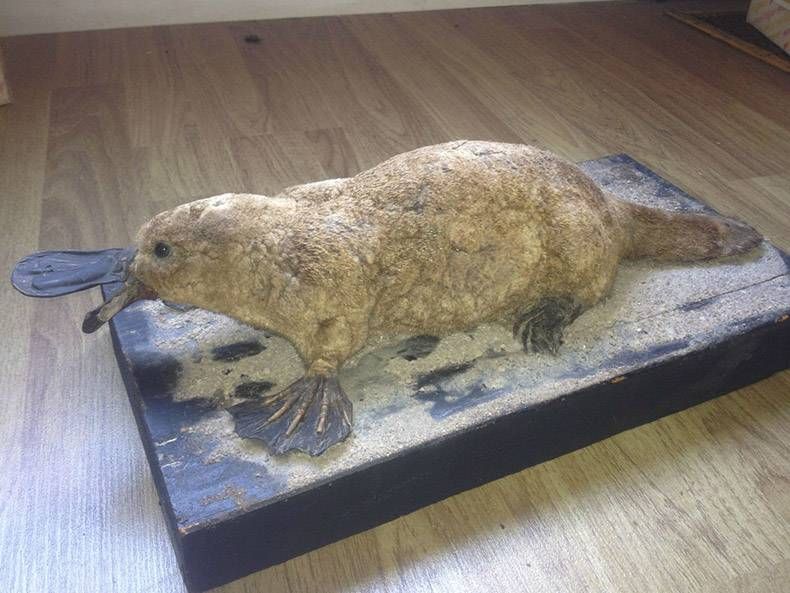 Gewoon een verzameling hilarische foto's #759