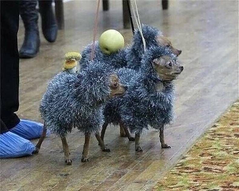 Gewoon een verzameling hilarische foto's #725