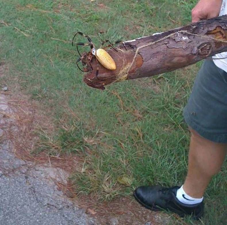 Gewoon een verzameling hilarische foto's #1120