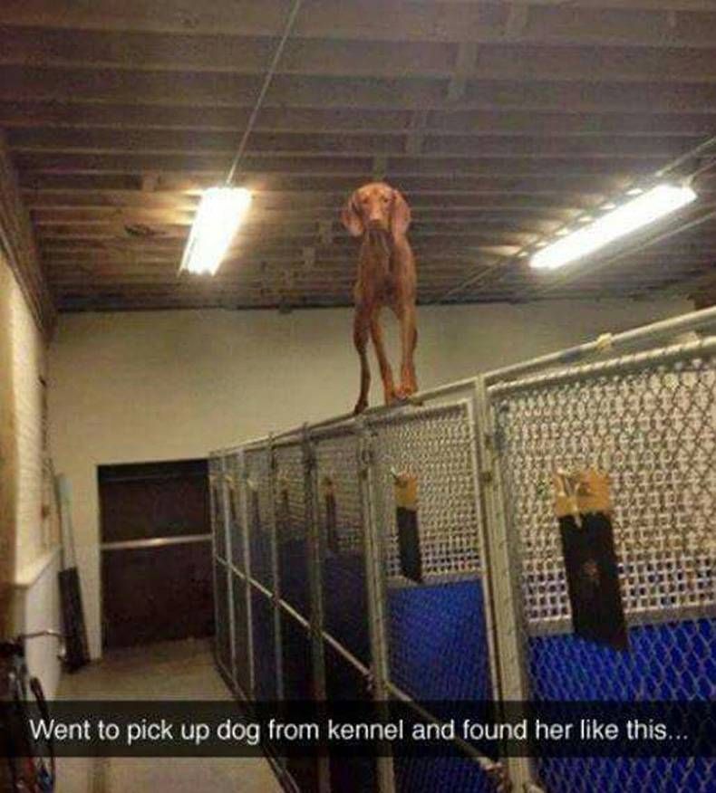 Gewoon een verzameling hilarische foto's #730