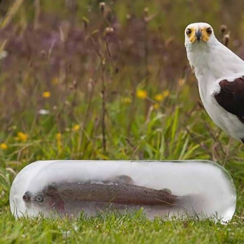 Gewoon een verzameling hilarische foto's #874