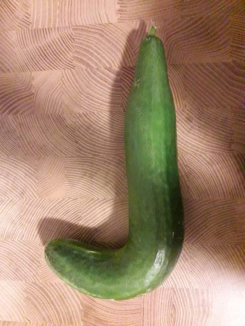 Gewoon een verzameling hilarische foto's #1168