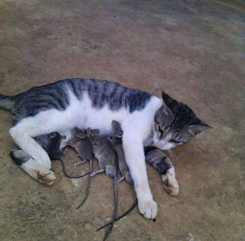 Gewoon een verzameling hilarische foto's #829